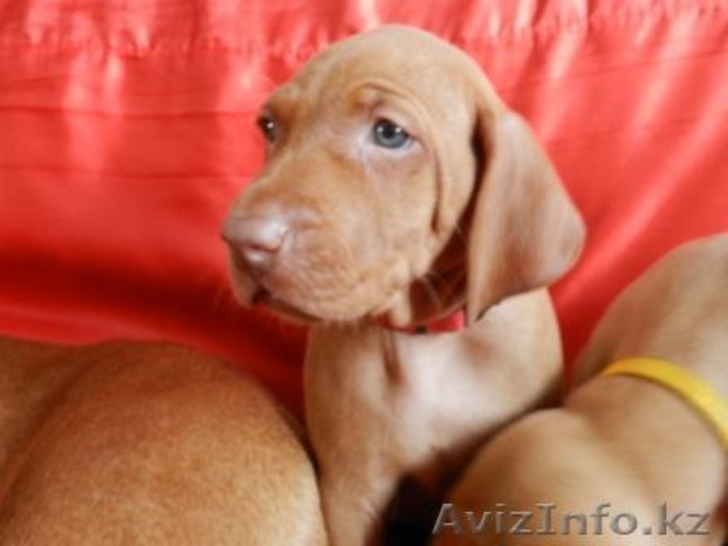 венгерская выжла (щенки) - Изображение #2, Объявление #780727