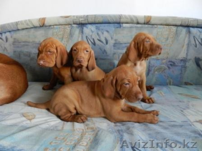 венгерская выжла (щенки) - Изображение #3, Объявление #780727
