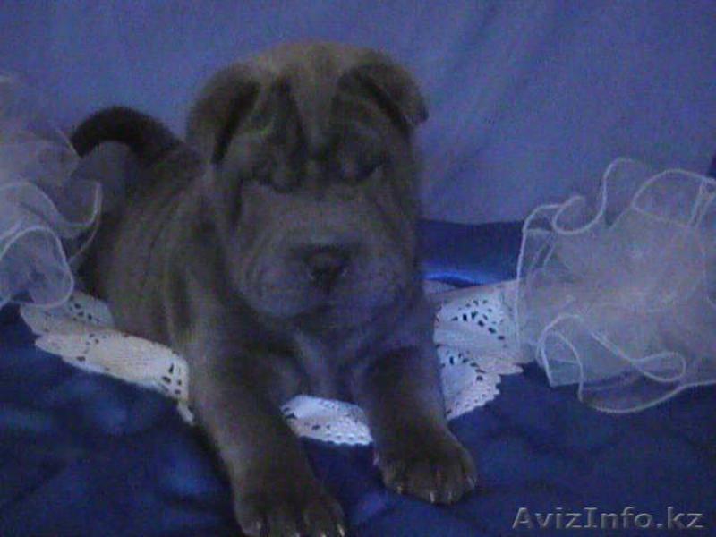 Продам щенков ШАРПЕЯ - Изображение #2, Объявление #760940