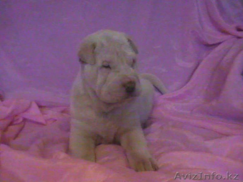 Продам щенков ШАРПЕЯ - Изображение #3, Объявление #760940