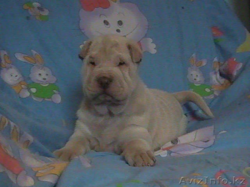 Продам щенков ШАРПЕЯ - Изображение #5, Объявление #760940