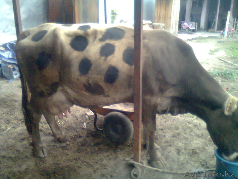 продам высокодойную корову - Изображение #1, Объявление #777822