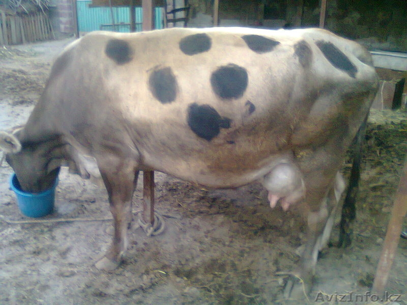 продам высокодойную корову - Изображение #2, Объявление #777822