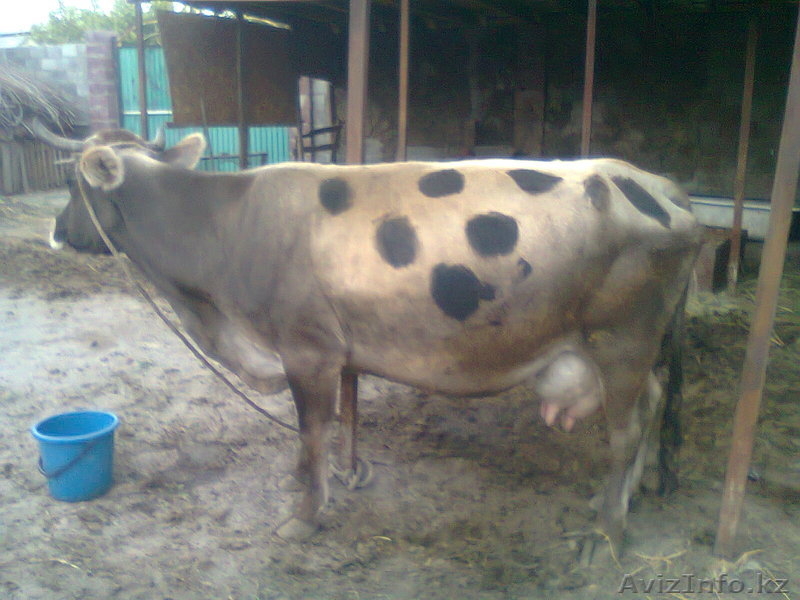 продам высокодойную корову - Изображение #3, Объявление #777822