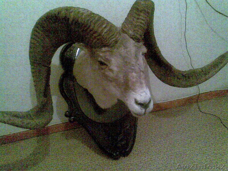 Рога Архара вместе с головой - Изображение #1, Объявление #770520