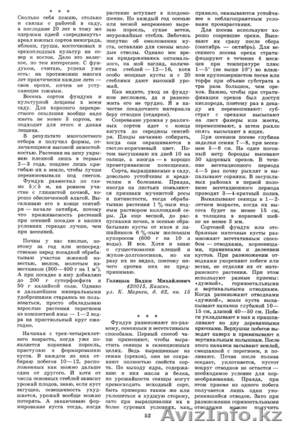 Продам саженцы фундука, батата, лимона Мейера - Изображение #6, Объявление #696136