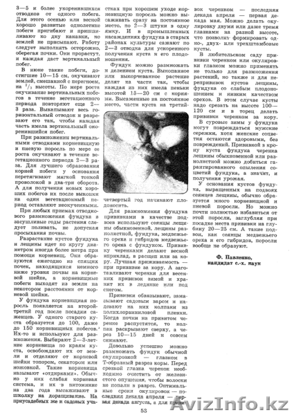 Продам саженцы фундука, батата, лимона Мейера - Изображение #5, Объявление #696136