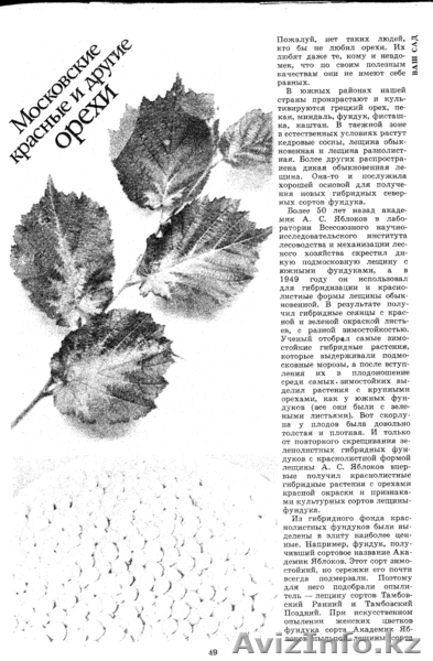 Продам саженцы фундука, батата, лимона Мейера - Изображение #3, Объявление #696136