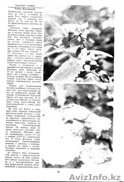 Продам саженцы фундука, батата, лимона Мейера - Изображение #4, Объявление #696136