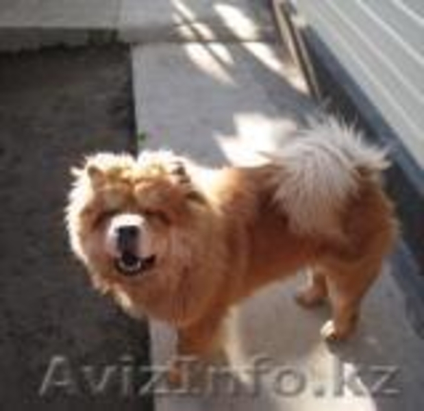 потерялась собака породы чау-чау - Изображение #2, Объявление #780307