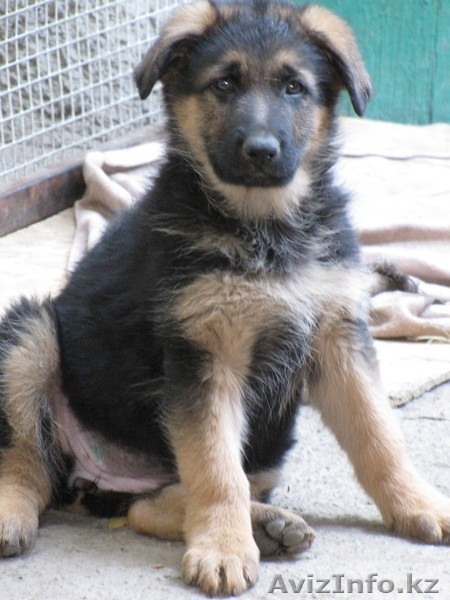 Продам щенков немецкой овчарки с родословной - Изображение #2, Объявление #777077