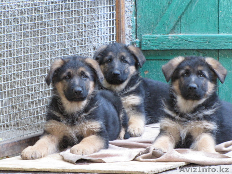 Продам щенков немецкой овчарки с родословной - Изображение #3, Объявление #777077