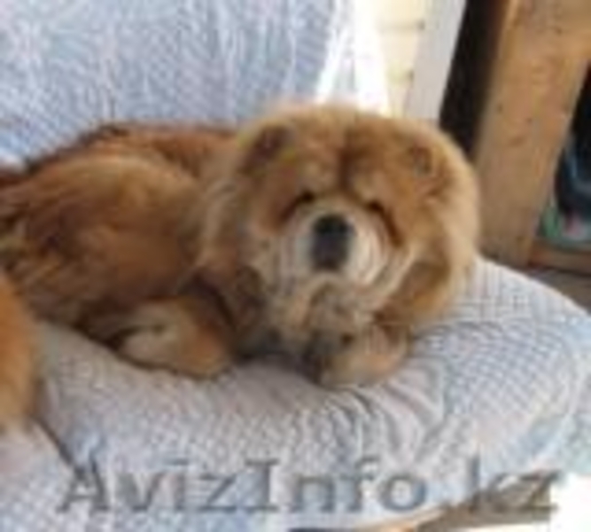 потерялась собака породы чау-чау - Изображение #1, Объявление #780307