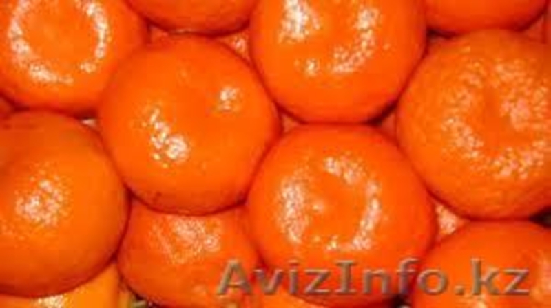 CITRUS 2012 EGYPT - Изображение #3, Объявление #775147