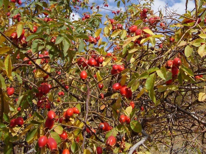 Саженцы декоративных растений - Изображение #8, Объявление #775420