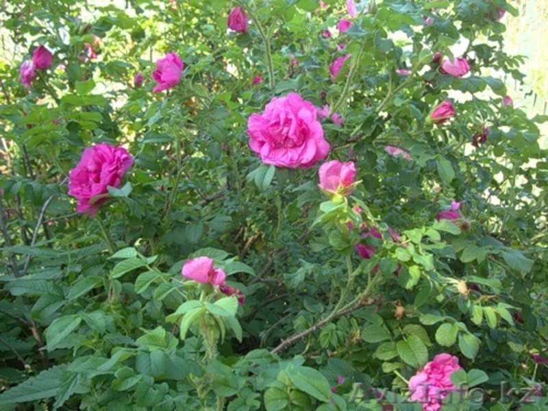 Саженцы декоративных растений - Изображение #9, Объявление #775420