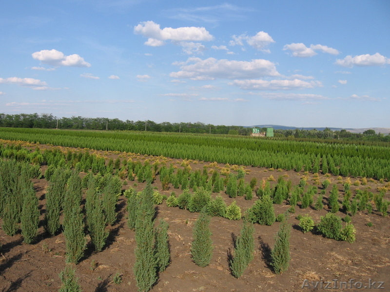 Саженцы  - Изображение #5, Объявление #93544