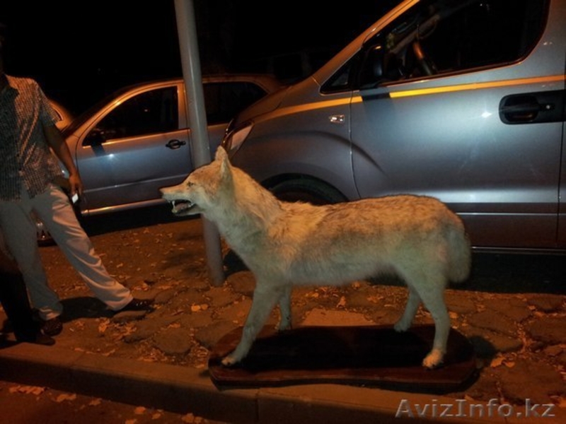 Продам чучело волка  - Изображение #3, Объявление #770793
