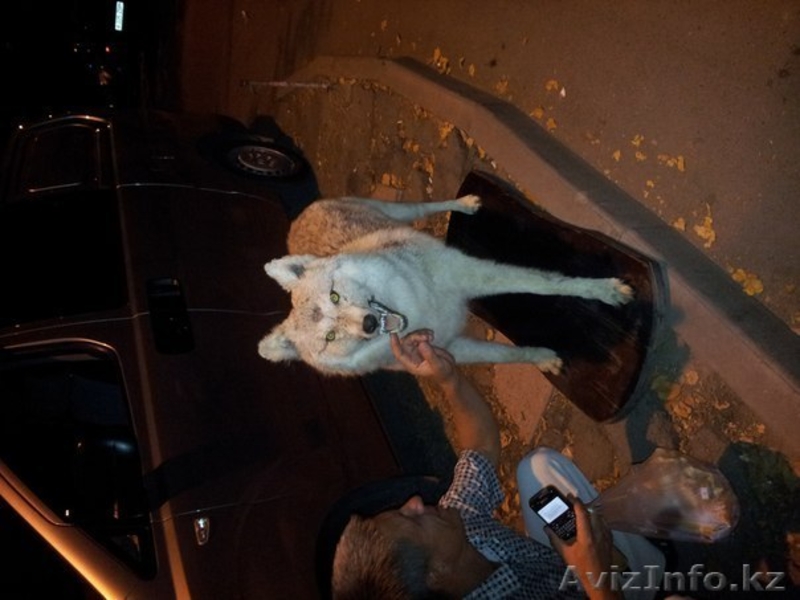 Продам чучело волка  - Изображение #2, Объявление #770793