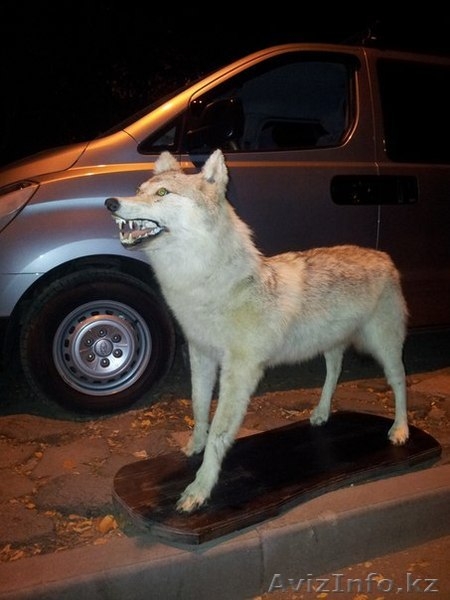 Продам чучело волка  - Изображение #1, Объявление #770793