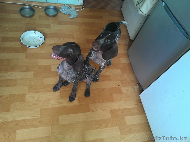 Продам щенков курцхаара (немецкая короткошерстная легавая)   - Изображение #1, Объявление #767241