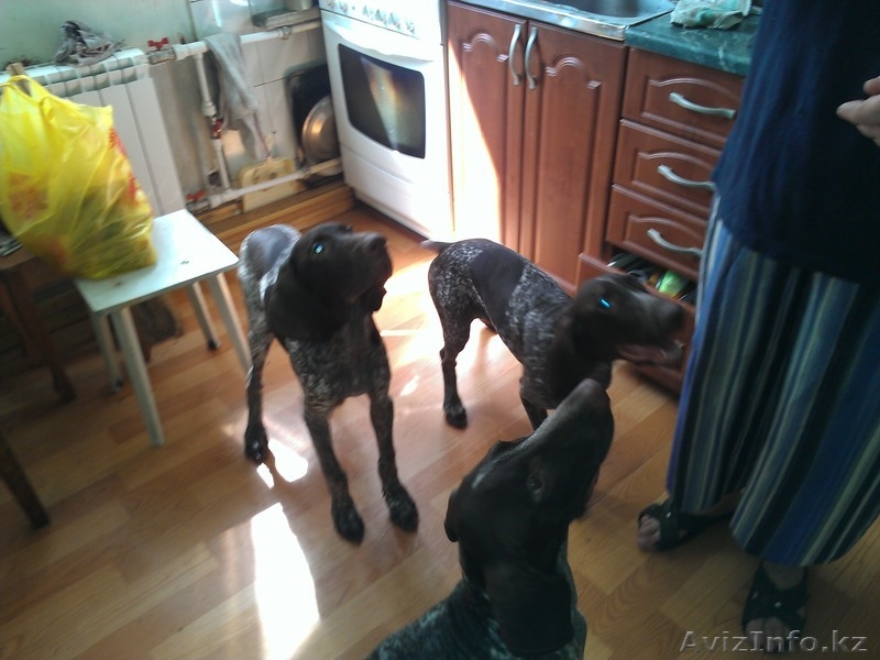 Продам щенков курцхаара (немецкая короткошерстная легавая)   - Изображение #2, Объявление #767241