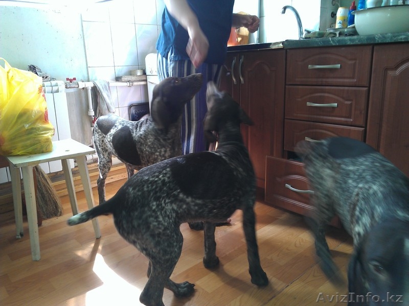 Продам щенков курцхаара (немецкая короткошерстная легавая)   - Изображение #3, Объявление #767241