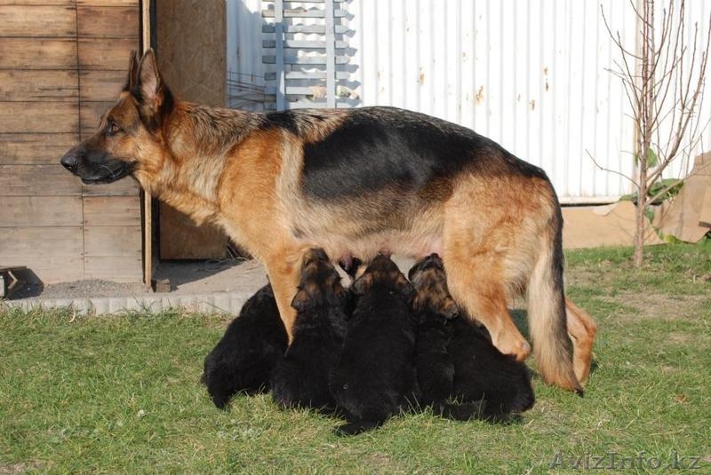 Продам щенков немецкой овчарки только в хорошие руки - Изображение #5, Объявление #783110