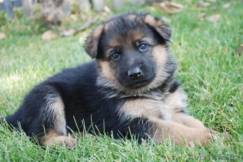 Продам щенков немецкой овчарки только в хорошие руки - Изображение #2, Объявление #783110