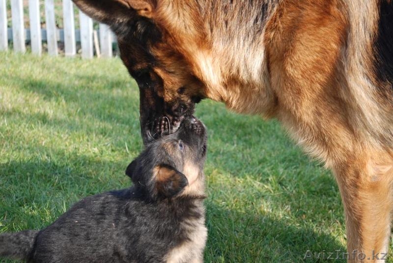 Продам щенков немецкой овчарки только в хорошие руки - Изображение #1, Объявление #783110