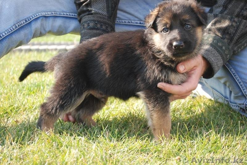 Продам щенков немецкой овчарки только в хорошие руки - Изображение #4, Объявление #783110