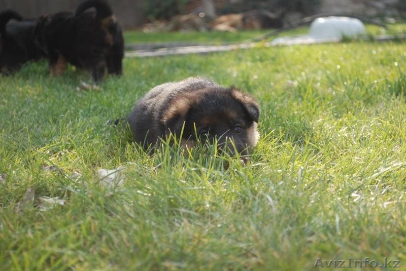 Продам щенков немецкой овчарки только в хорошие руки - Изображение #6, Объявление #783110