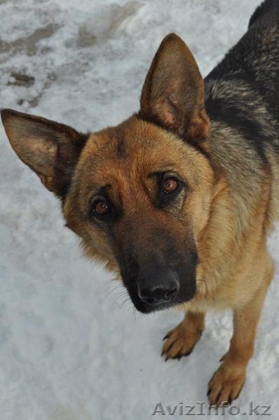 Щенки Немецкой Овчарки Дёшево - Изображение #2, Объявление #798016