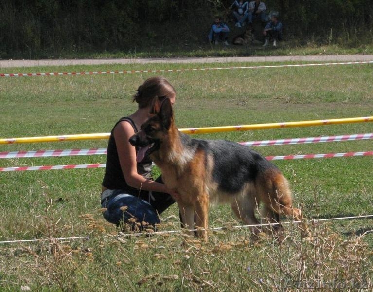 Продам щенков немецкой овчарки только в хорошие руки - Изображение #7, Объявление #783110