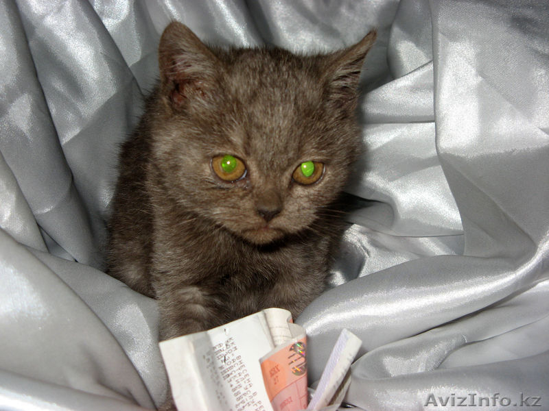 Продается котенок Скотиш фолд страйт мальчик - Изображение #3, Объявление #792472