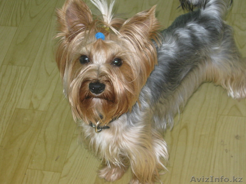 гостиница для собак - Изображение #2, Объявление #676277