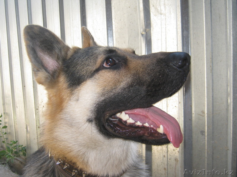 гостиница для собак - Изображение #3, Объявление #676277