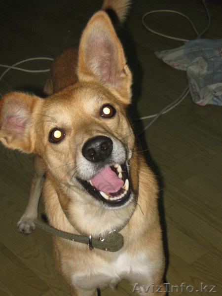 гостиница для собак - Изображение #4, Объявление #676277