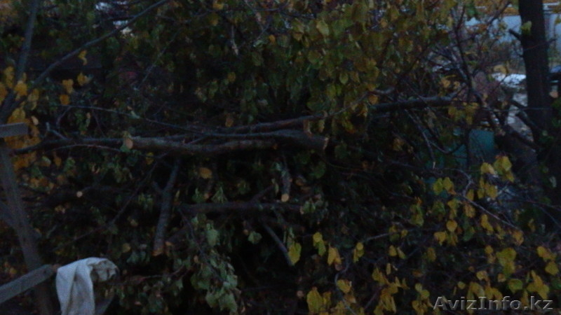 4,5 куба дров 7800тг - Изображение #3, Объявление #783342