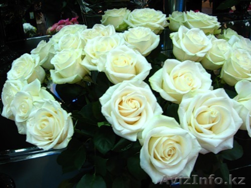 РОЗЫ НЕДОРОГО АЛМАТЫ+Доставка - Изображение #1, Объявление #795362