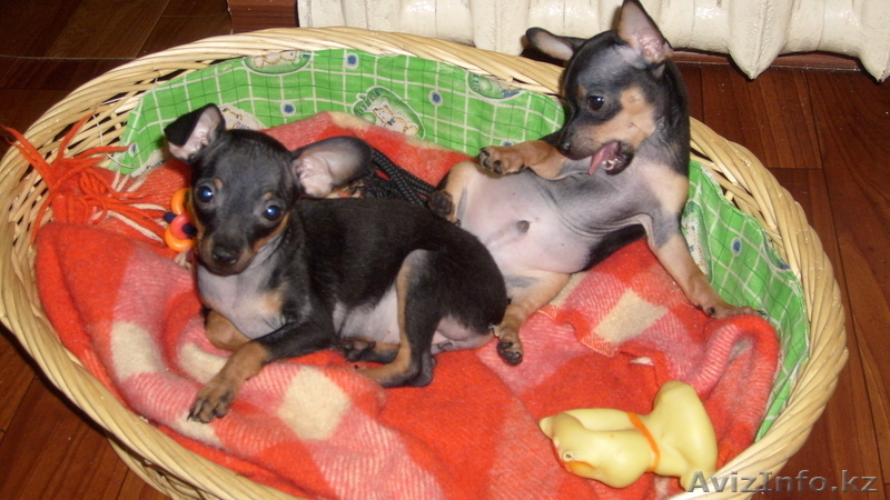 щенки русского тоя  с родословной привиты - Изображение #2, Объявление #794821