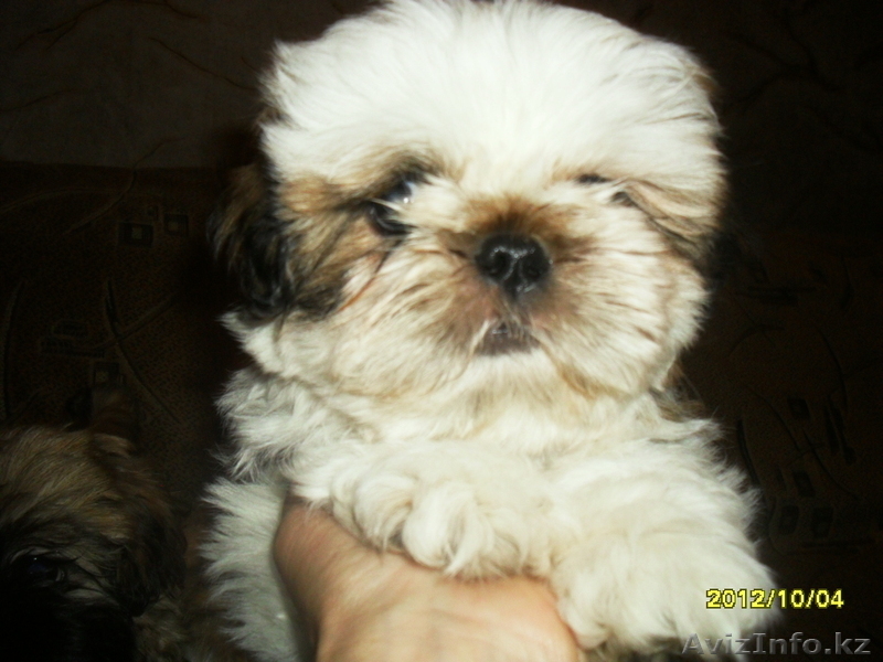 Продам элитного  щенка Ши-Тцу - Изображение #3, Объявление #795327