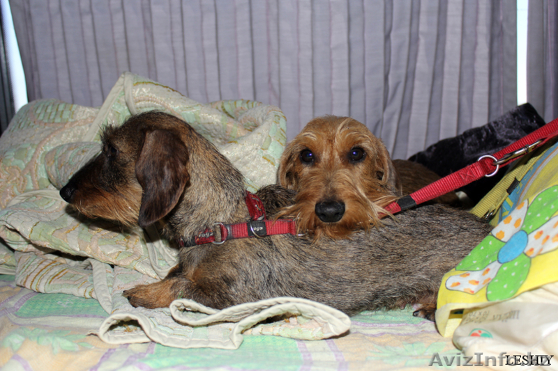 Такса миниатюрная жесткошерстная п-к "Елана Старс" FCI-CKK щенки - Изображение #6, Объявление #528102