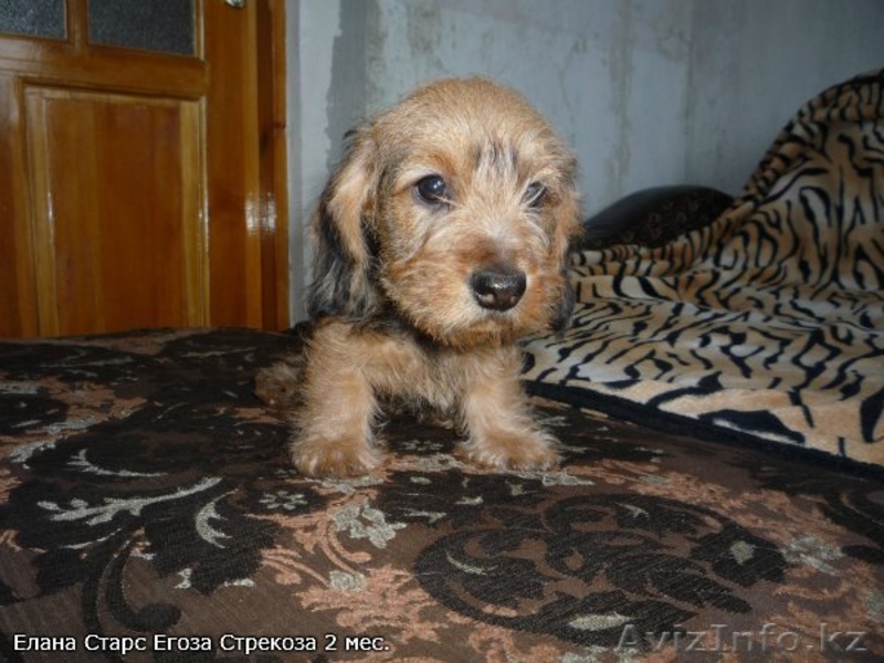 Такса миниатюрная жесткошерстная п-к "Елана Старс" FCI-CKK щенки - Изображение #1, Объявление #528102