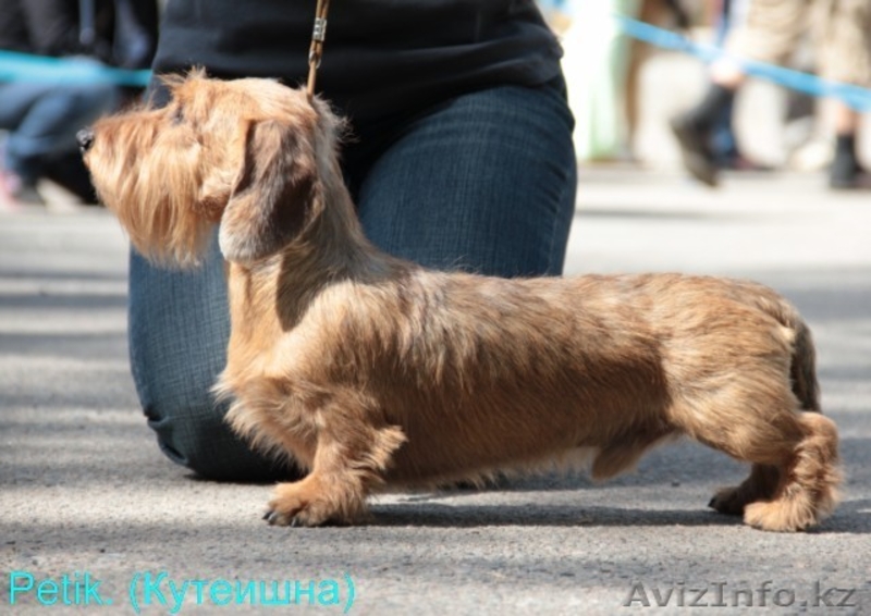Такса миниатюрная жесткошерстная п-к "Елана Старс" FCI-CKK щенки - Изображение #5, Объявление #528102