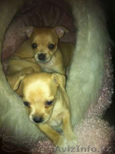 Той терьеры!Продам!Срочно! - Изображение #1, Объявление #801246