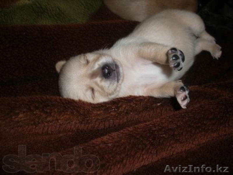 Той терьеры!Продам!Срочно! - Изображение #2, Объявление #801246