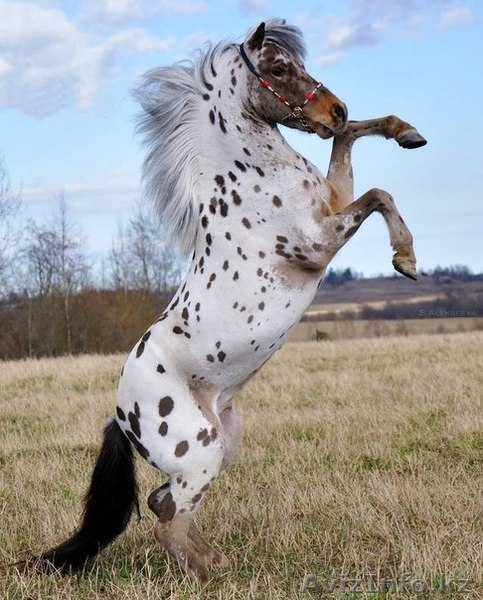 Продаем пони любых пород - Изображение #5, Объявление #801070