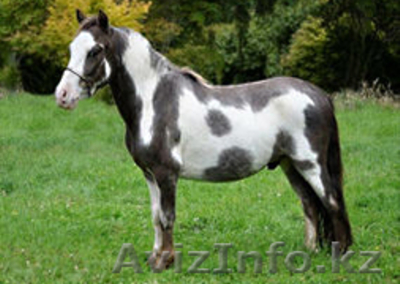 Продаем пони любых пород - Изображение #3, Объявление #801070