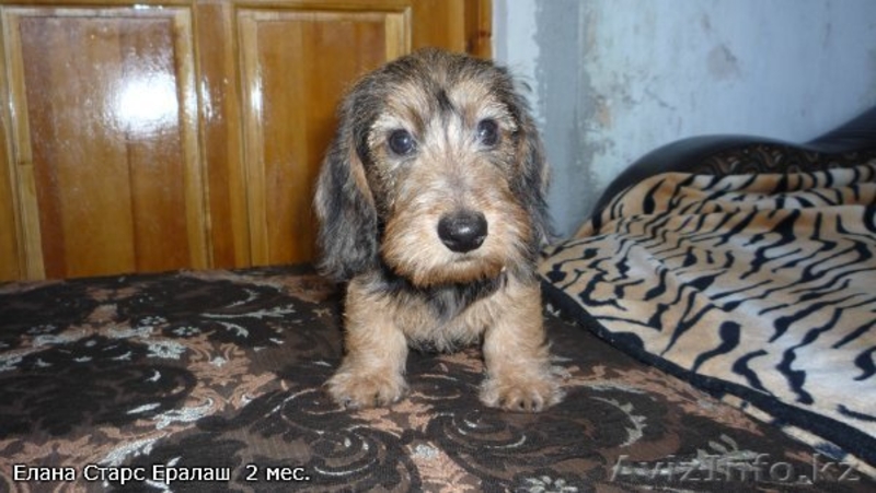 Такса миниатюрная жесткошерстная п-к "Елана Старс" FCI-CKK щенки - Изображение #3, Объявление #528102